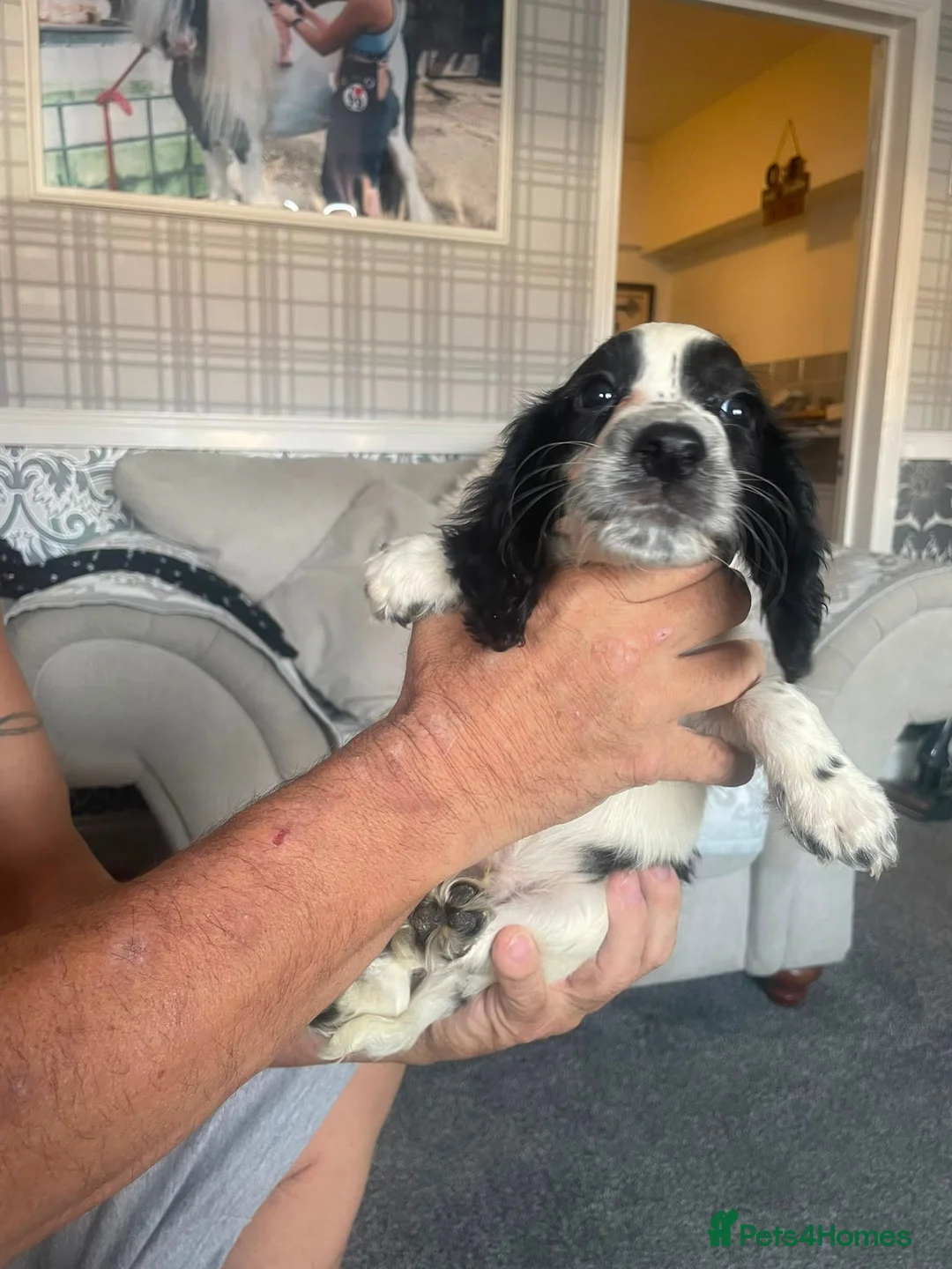 Cocker Spaniel dogs for sale: 2 girls & 2 boys cocker spaniels in Enfield - Advert 1