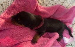Rottweiler dogs for sale: Hulk and Ruby Rottweiler puppies  - Image 9