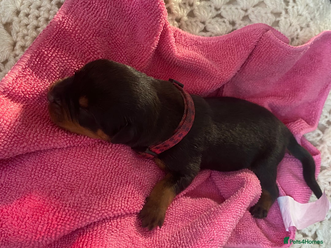 Rottweiler dogs for sale: Hulk and Ruby Rottweiler puppies  - Image 9