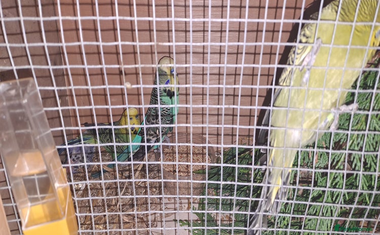 Budgerigars birds - Advert 2