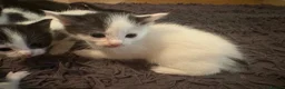 Domestic Shorthair cats for sale: 5 beautiful kittens for sale in Wigan - Advert 9