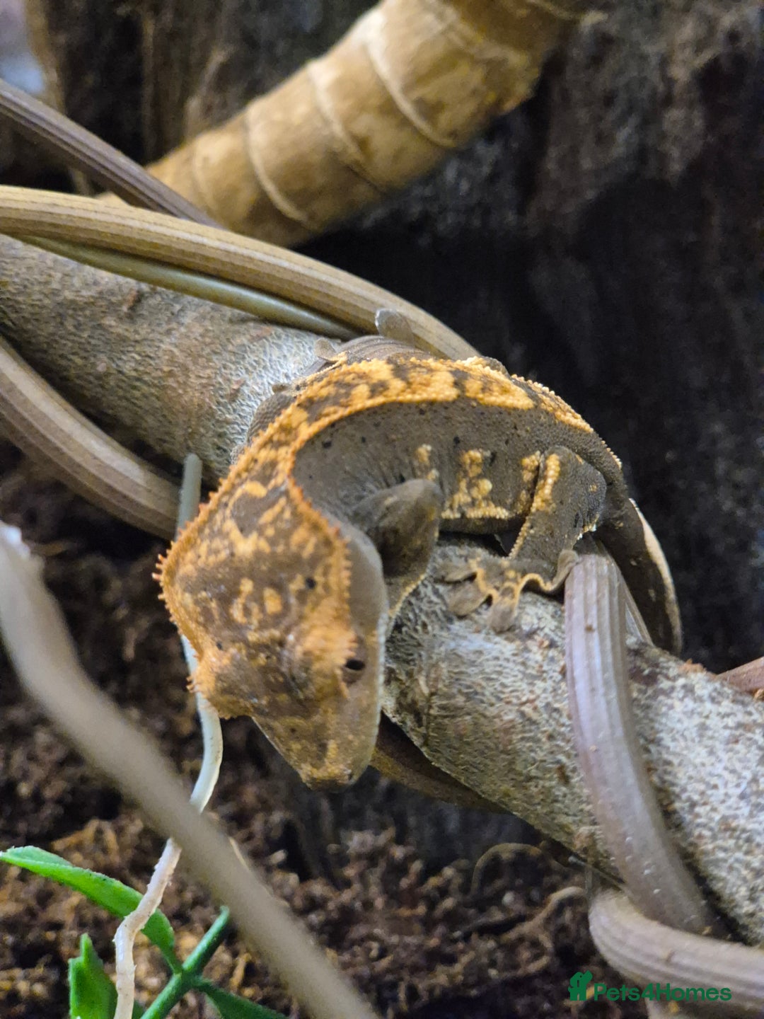 Gecko reptiles for sale: crested geckos, leopard geckos - Advert 1