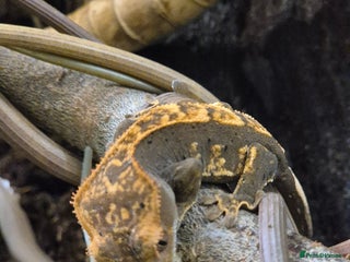 Gecko reptiles Mourning geckos, crested geckos, leopard geckos - Advert 1