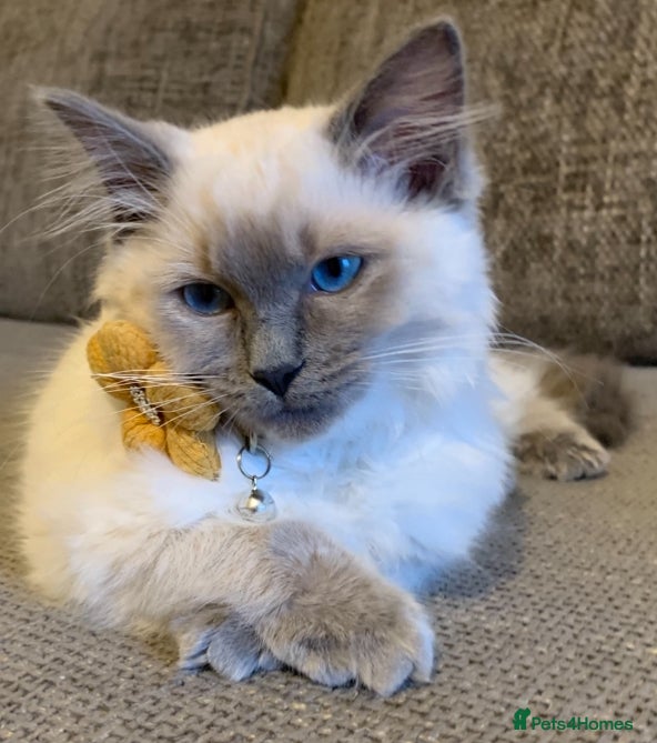 Coco 