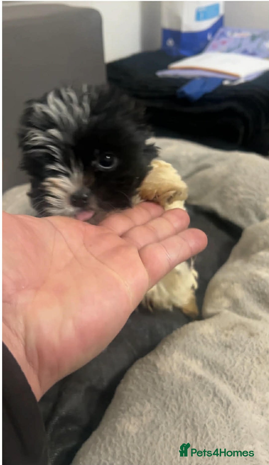 Biewer Terrier dogs for sale: Beautiful biewer terrier puppies for sale - Advert 10