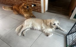 Golden Retriever dogs for sale: Golden Retriever Puppies - Collection 19 September - Image 6