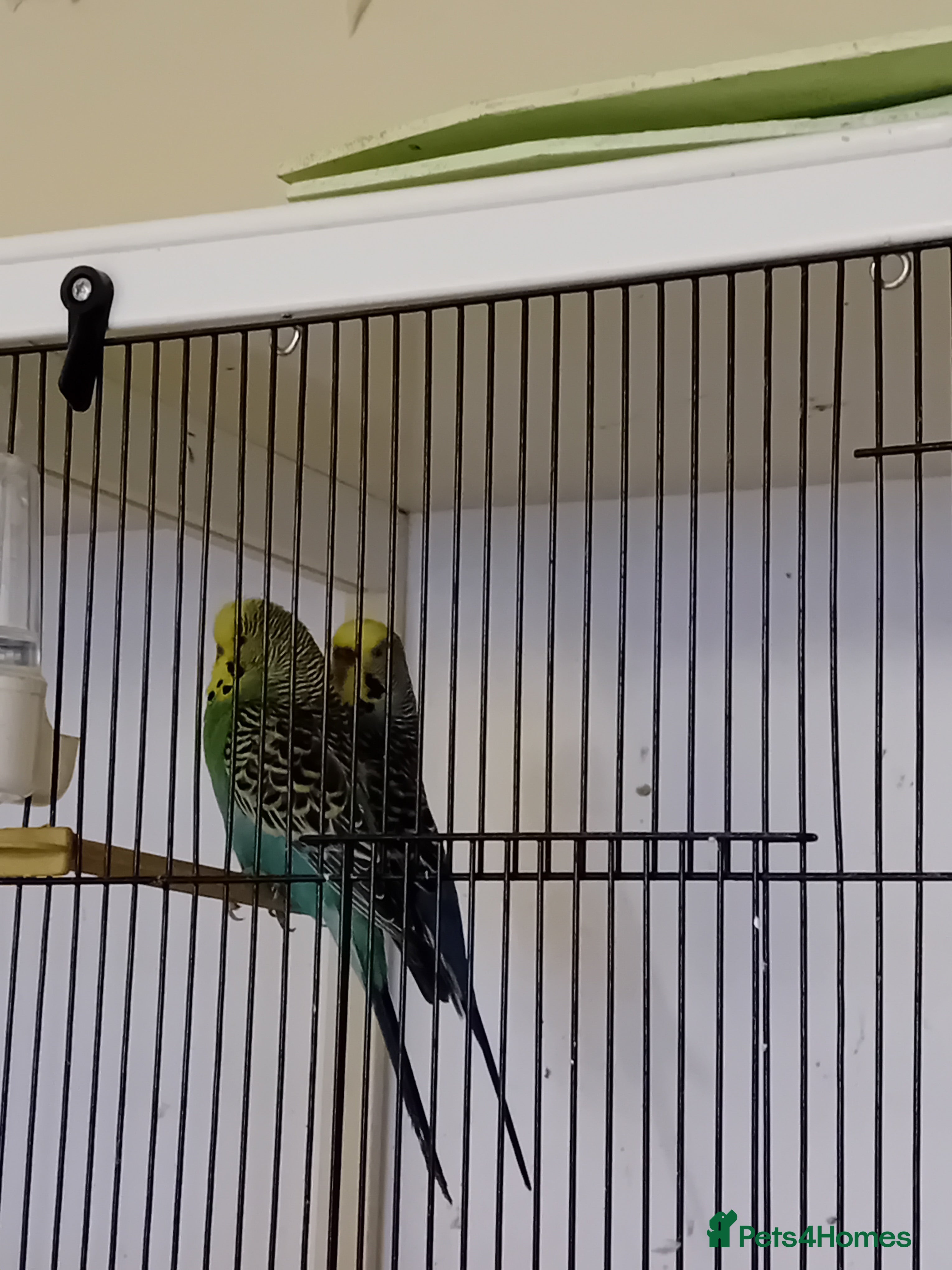 Budgerigars birds  budgies  - Advert 15