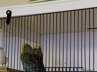 Budgerigars birds budgies - Advert 14