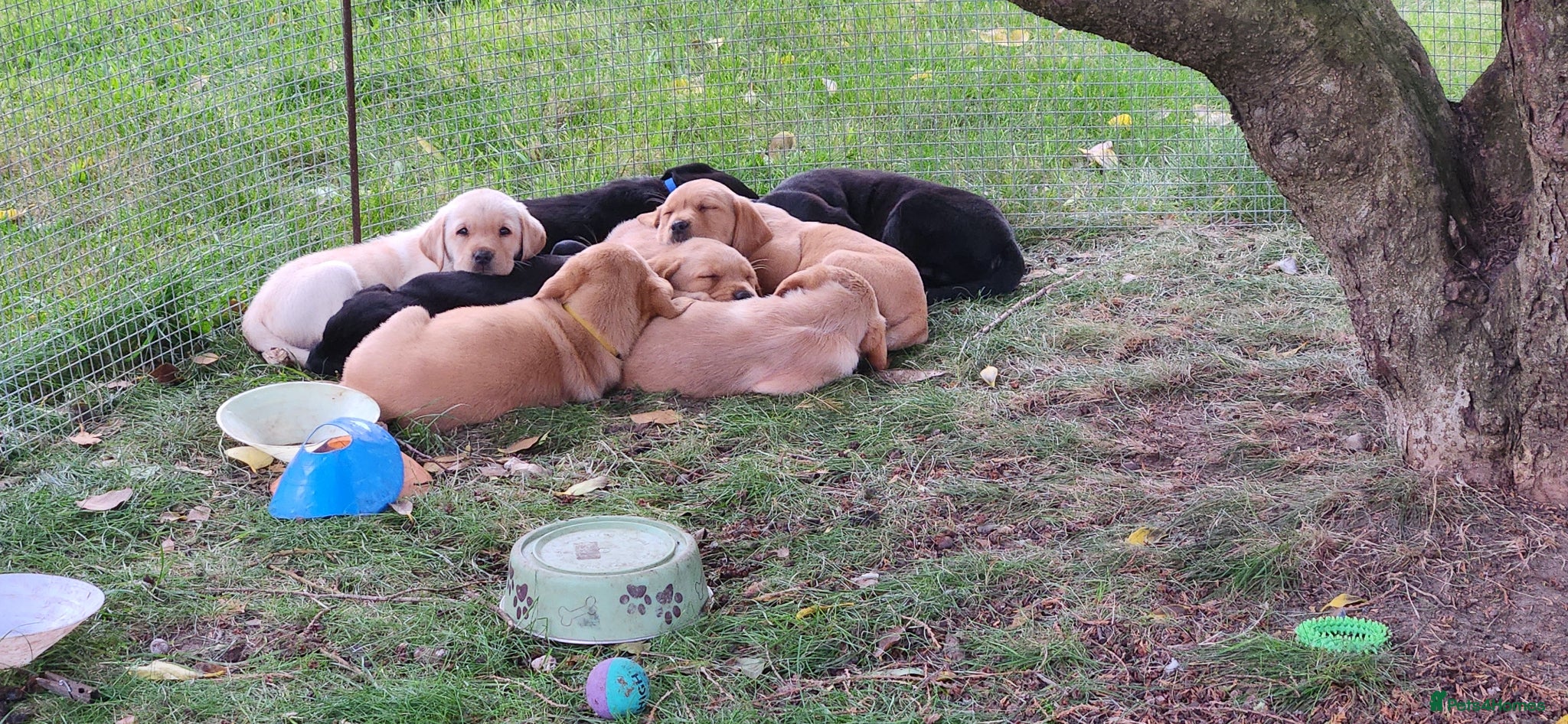 Labrador Retriever dogs Female labs  - Advert 13