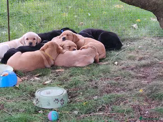 Labrador Retriever dogs Female labs - Advert 13