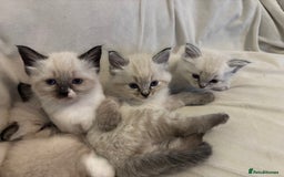 Ragdoll cats for sale: Beautiful Ragdoll kittens - Image 5