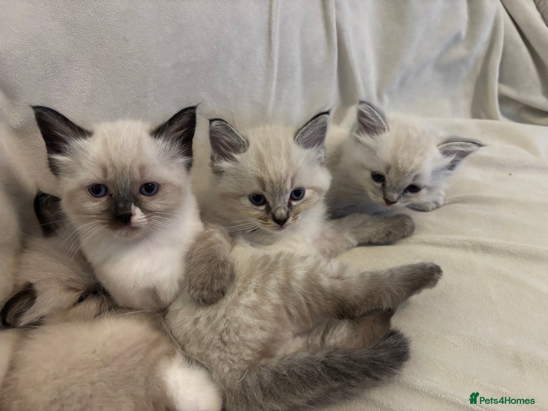 Ragdoll cats for sale: Beautiful Ragdoll kittens - Image 5