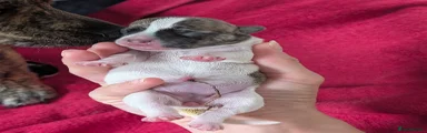 Mixed Breed 4