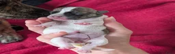Mixed Breed dogs for sale: Mixed Breed Puppies  in Ashford - Advert 18