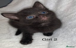 Mixed Breed cats for sale: 💚 3 male  💜 2 female  - Image 13