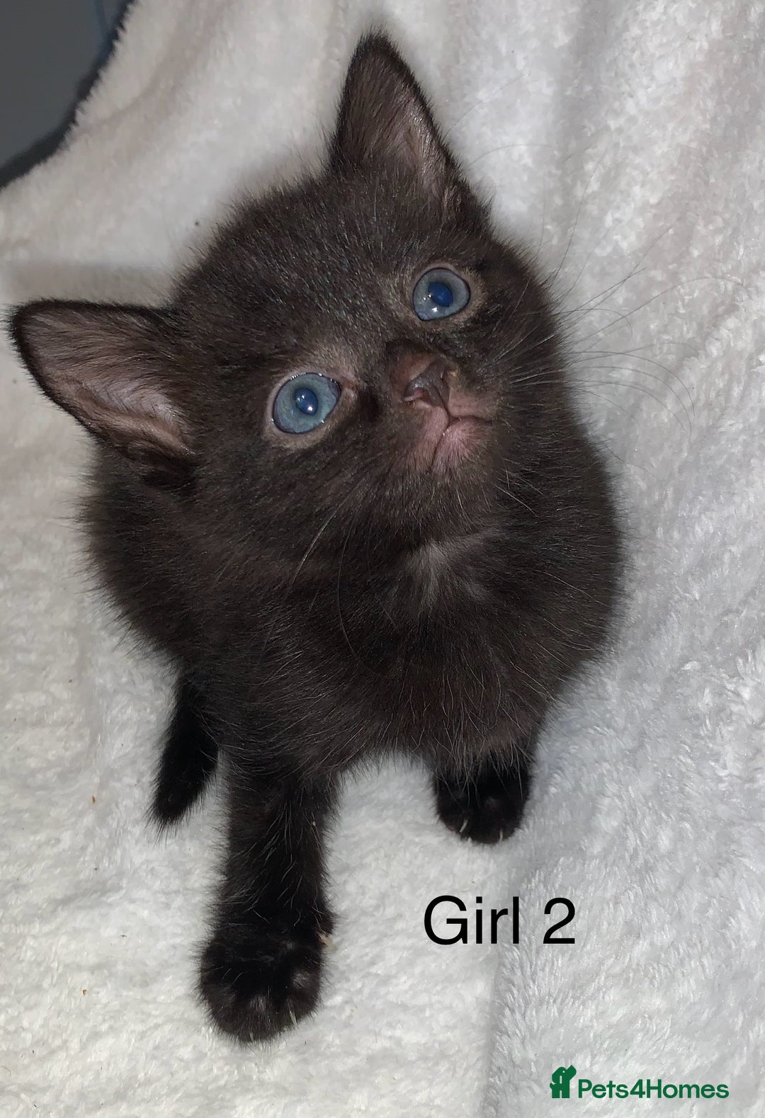 Mixed Breed cats for sale: 💚 3 male  💜 2 female  - Image 13