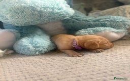 Cockerdor dogs for sale: 🐶Cockerdor Puppies 🐶 - Image 19