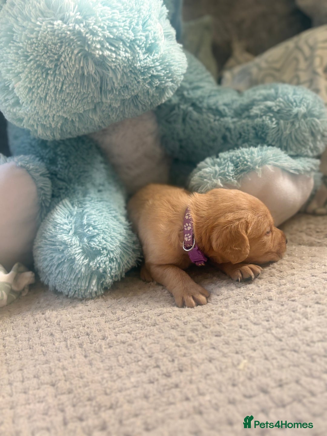 Cockerdor dogs for sale: 🐶Cockerdor Puppies 🐶 - Image 19