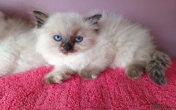 Ragdoll cats for sale: Talented super blueish eyes Rag dolls - Advert 5