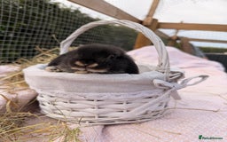 Mini Lop rabbits for sale: Pure mini lops, otters, grey, blue - Image 4