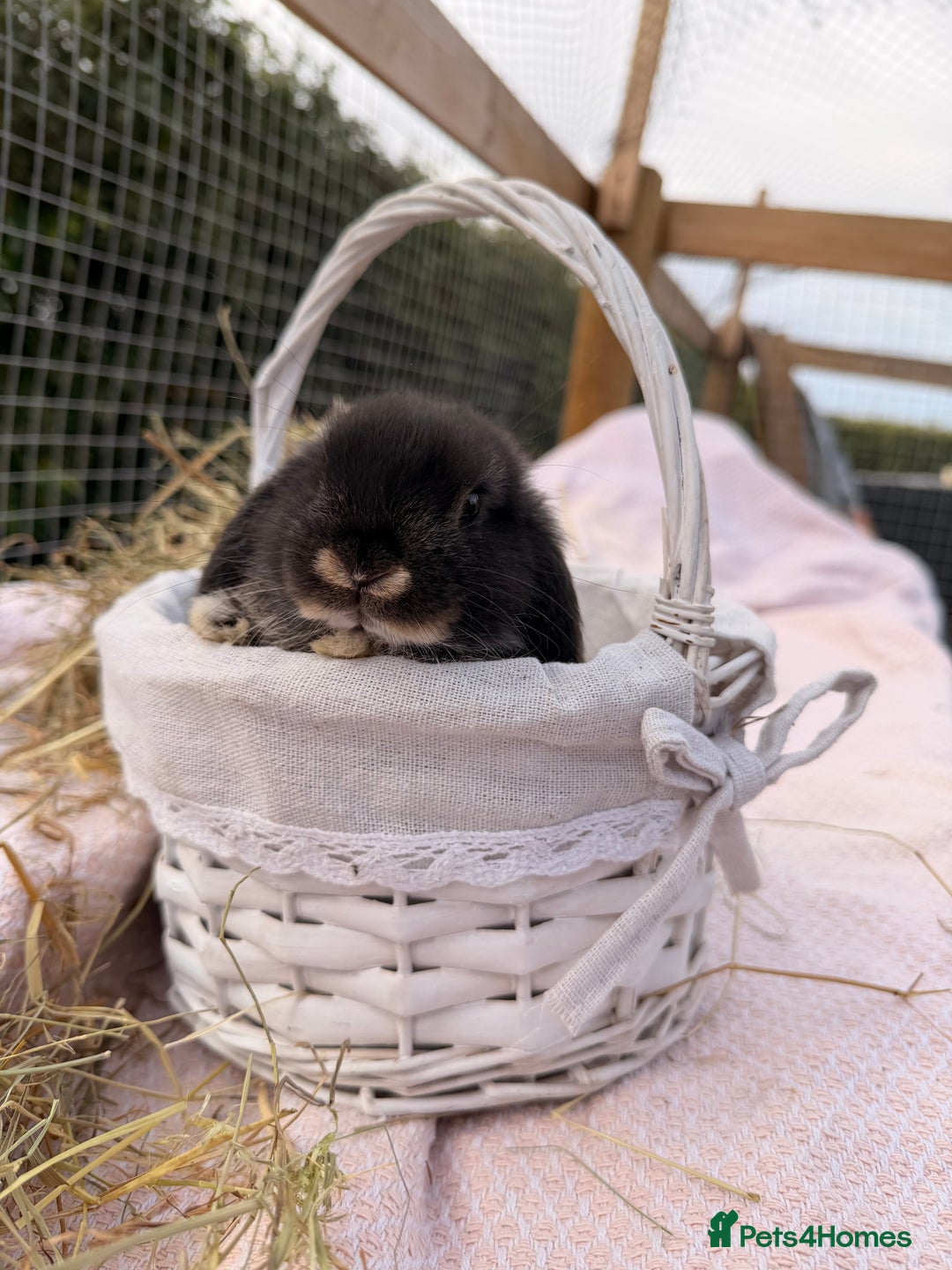 Mini Lop rabbits for sale: Pure mini lops, otters, grey, blue - Image 4