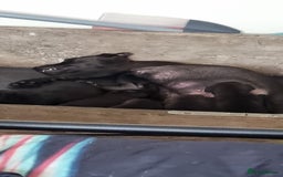 Patterdale Terrier dogs for sale: Female puppy   - Image 2