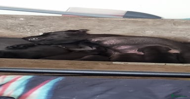 Patterdale Terrier dogs - Advert 10