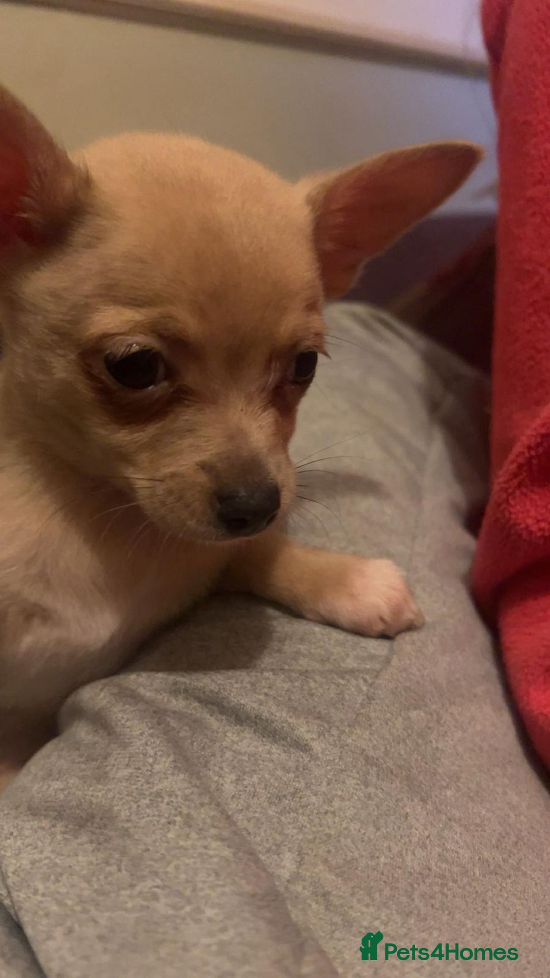 Mixed Breed dogs for sale: 4 pomchi puppies ready for new forever homes - Image 2