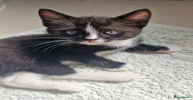 Mixed Breed cats - Advert 8