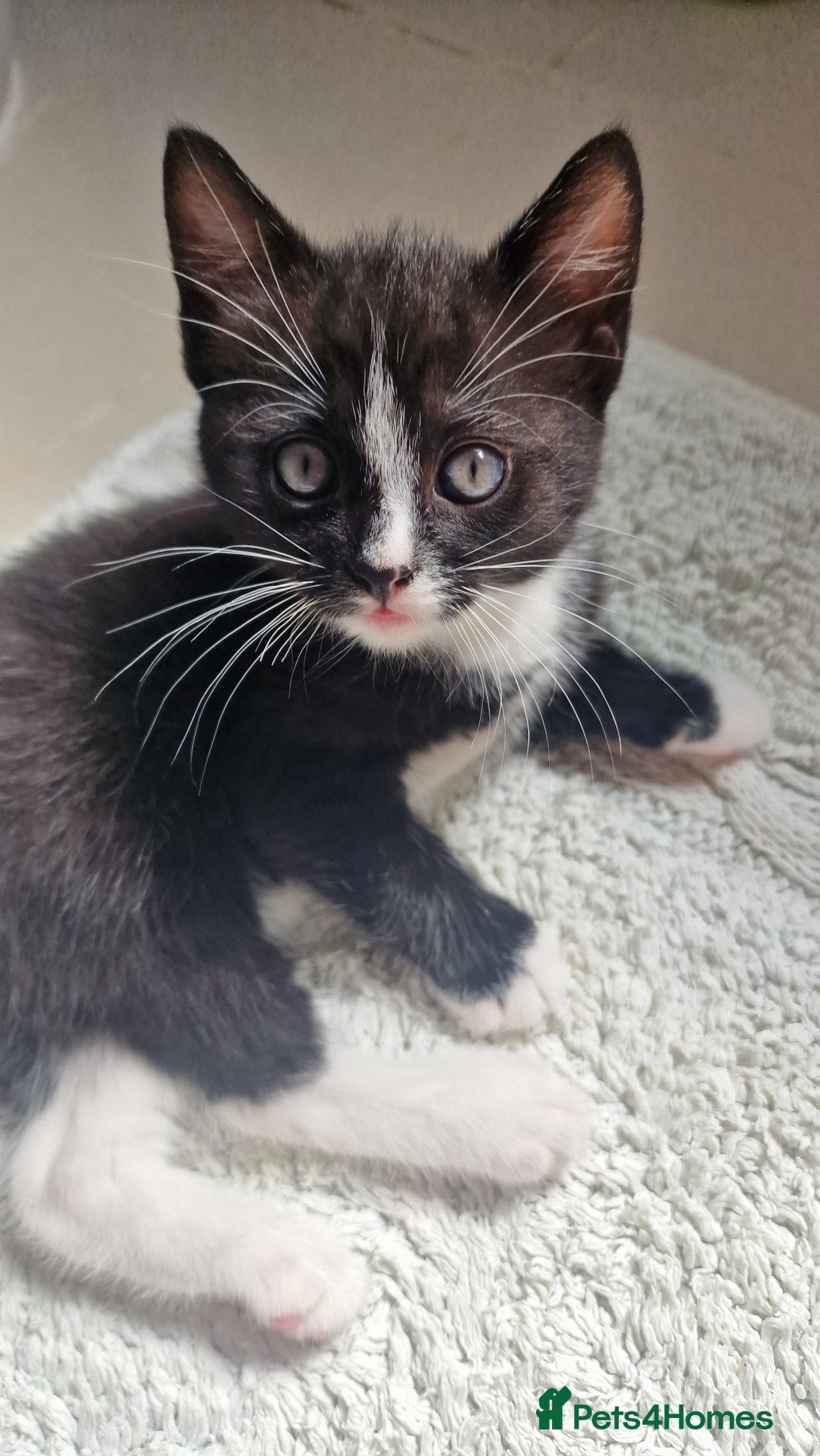 Mixed Breed cats for sale: Kittens  - Image 3