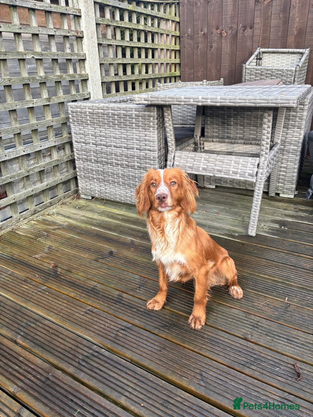 Cocker Spaniel dogs for sale: Cocker spaniel dog - Advert 6