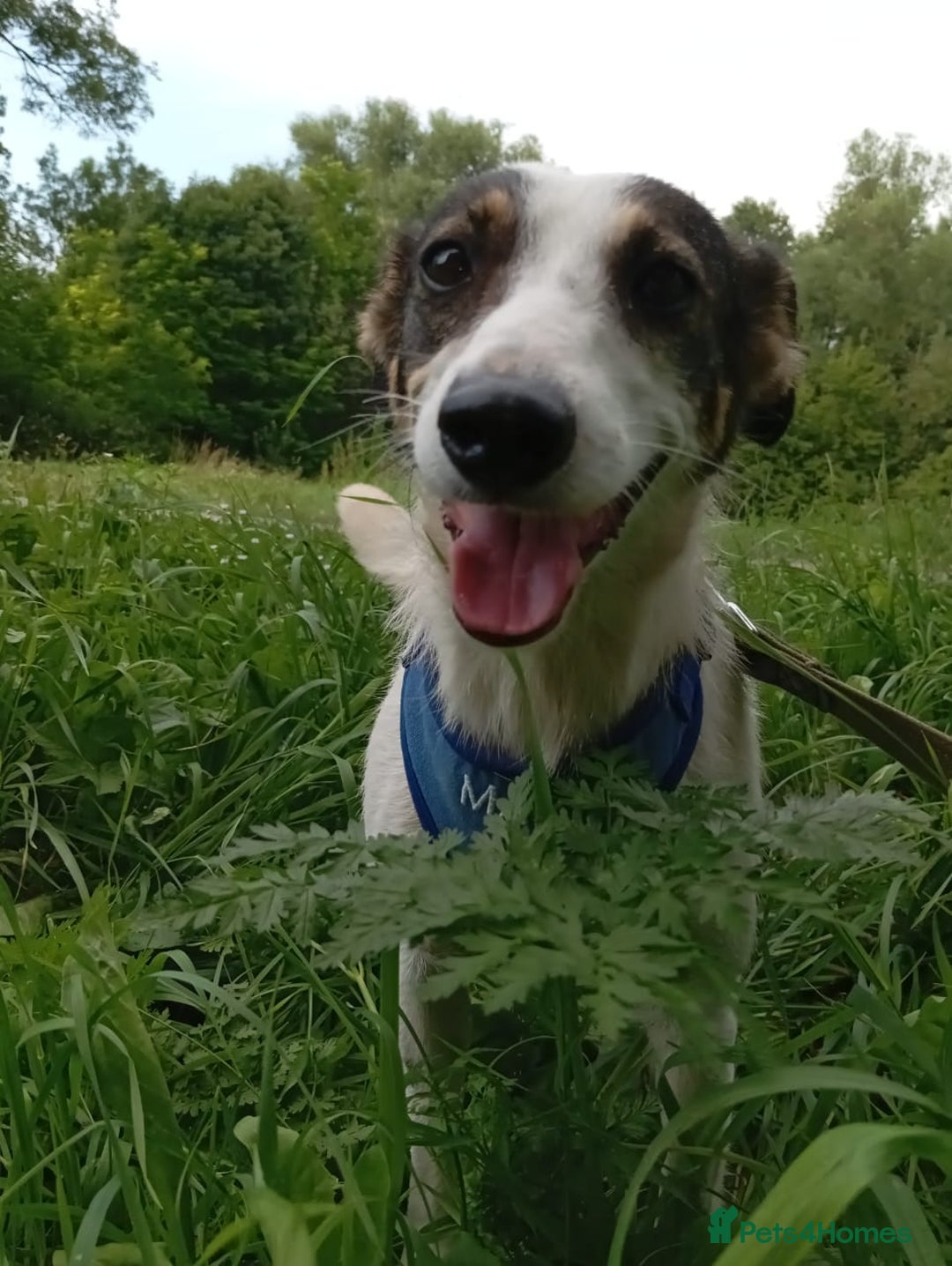 Mixed Breed dogs for adoption: ❤️ Alma – a 1.5-year-old lower-medium girl❤️ - Advert 4