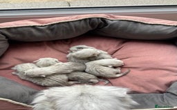 Scottish Fold cats for sale: 2 Scottish Girls  - Image 23