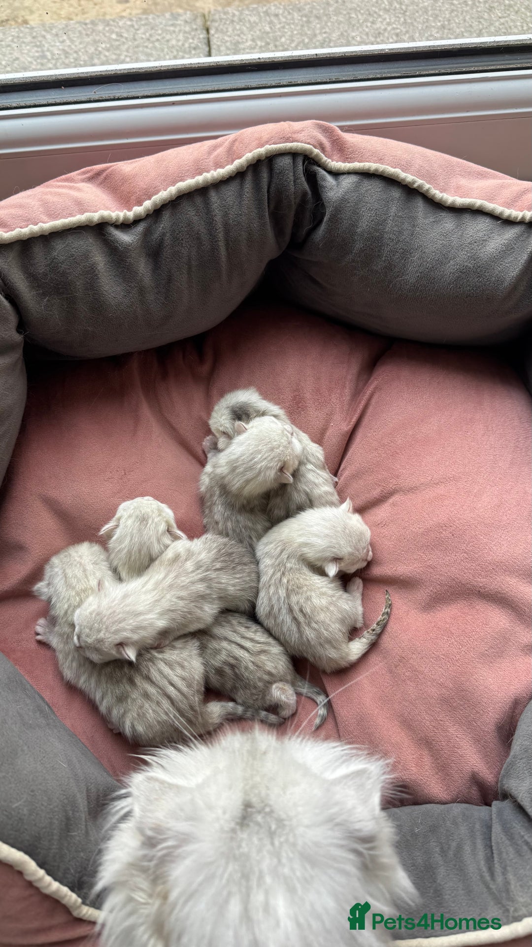 Scottish Fold cats for sale: 2 Scottish Girls  - Image 23