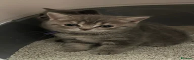 British Shorthair 6