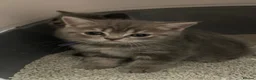 British Shorthair cats for sale: Beautiful British Shorthair kittens - Advert 31