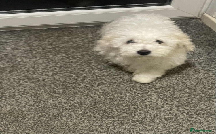 Maltese dogs Stunning Purebred Maltese Boys Puppies  - Advert 3