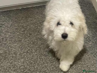 Maltese dogs Stunning Purebred Maltese Boys Puppies - Advert 2