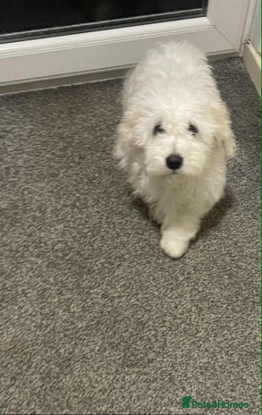 Maltese dogs Stunning Purebred Maltese Boys Puppies - Advert 3