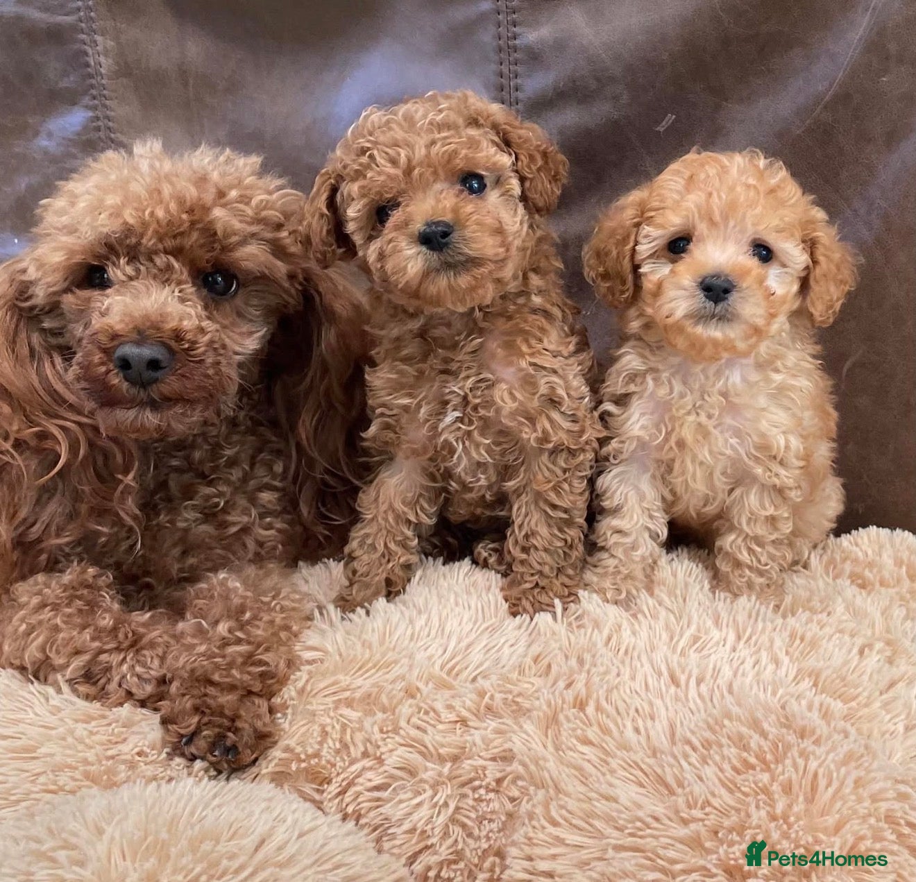 Toy Poodle dogs Gorgeous tiny toy poodle puppies  - Advert 2