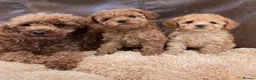 Toy Poodle dogs for sale: Gorgeous tiny toy poodle puppies  - Advert 9