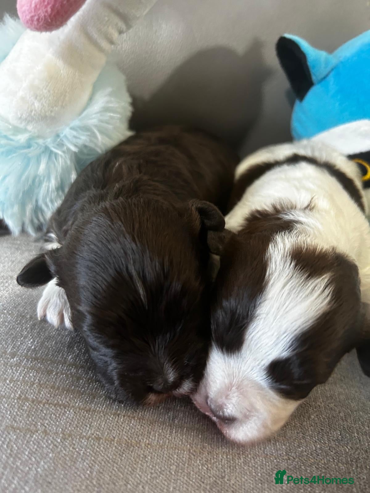 Havanese dogs Stunning pedigree Havanese puppies  - Advert 1