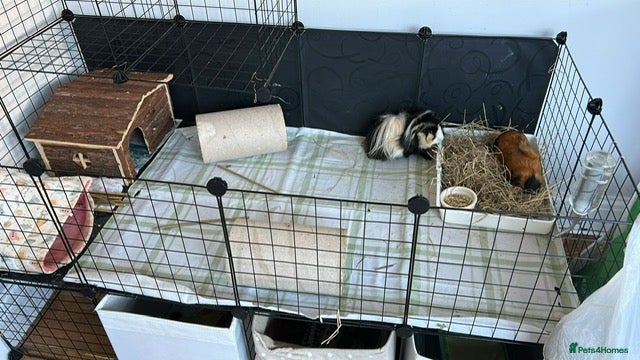 Guinea Pig rodents Cookie and Oreo   - Advert 1