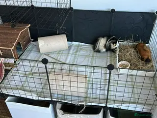 Guinea Pig rodents Cookie and Oreo - Advert 1