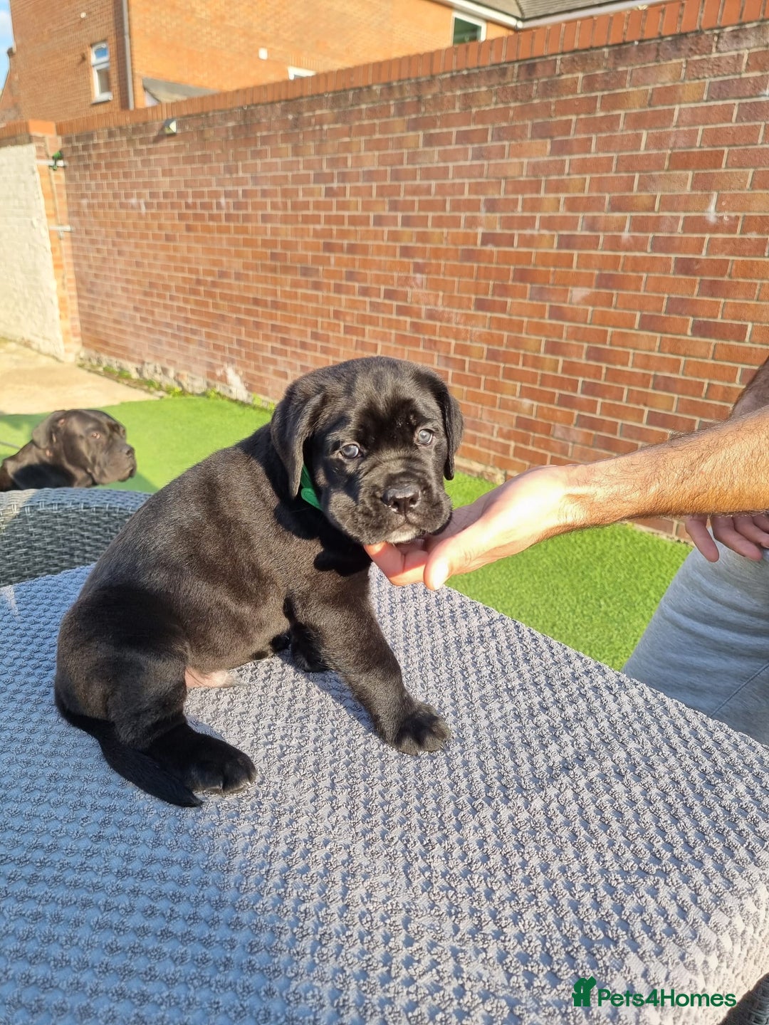 Cane Corso dogs for sale: Champion-Bloodline Cane Corso Puppies  - Image 20