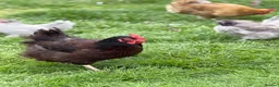Chickens poultry for sale: Young chickens available  - Advert 3