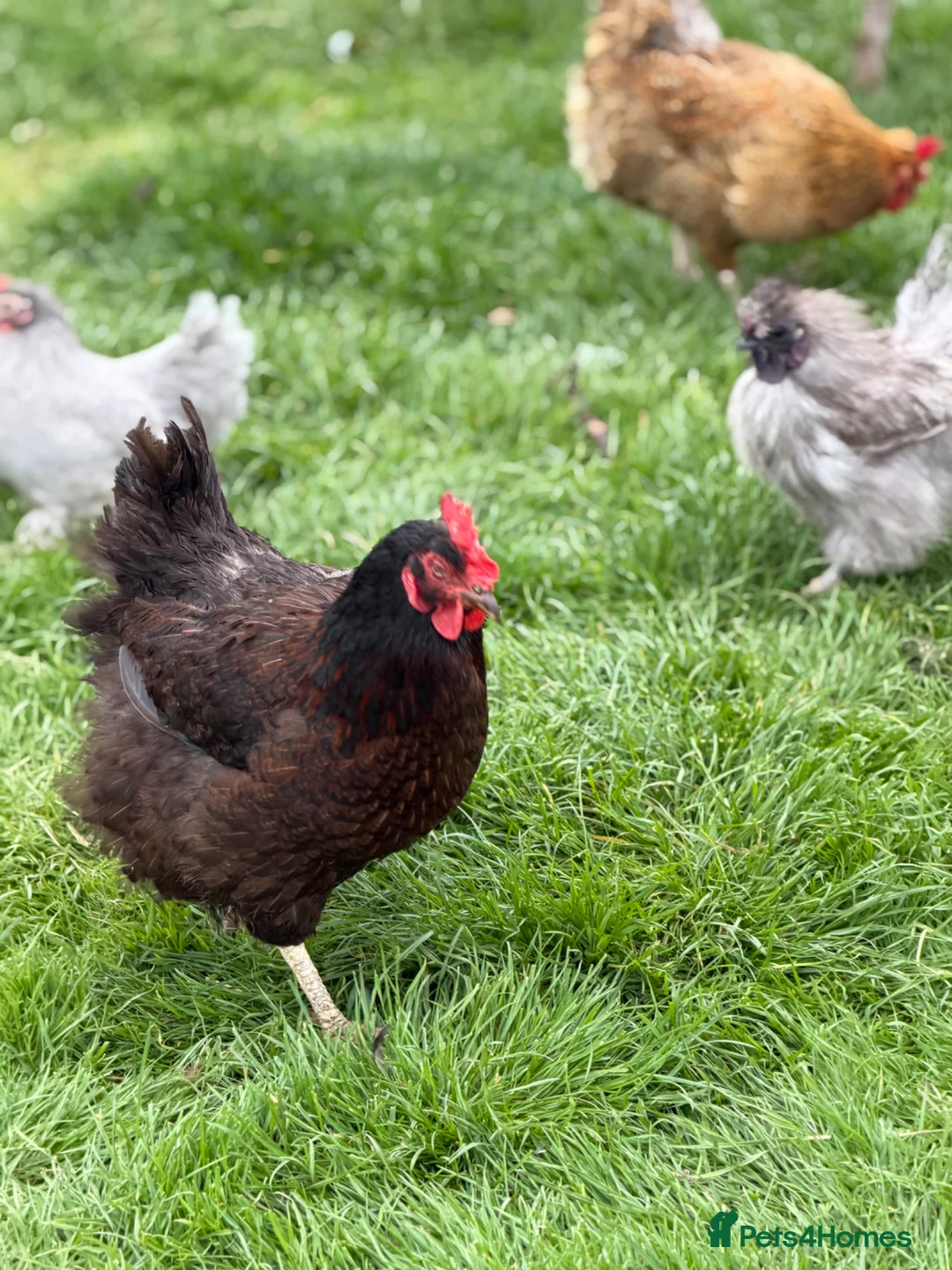 Chickens poultry for sale: Young chickens available  - Advert 3