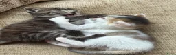 Mixed Breed cats for sale: Kittens ready to go now in Mirfield - Advert 9