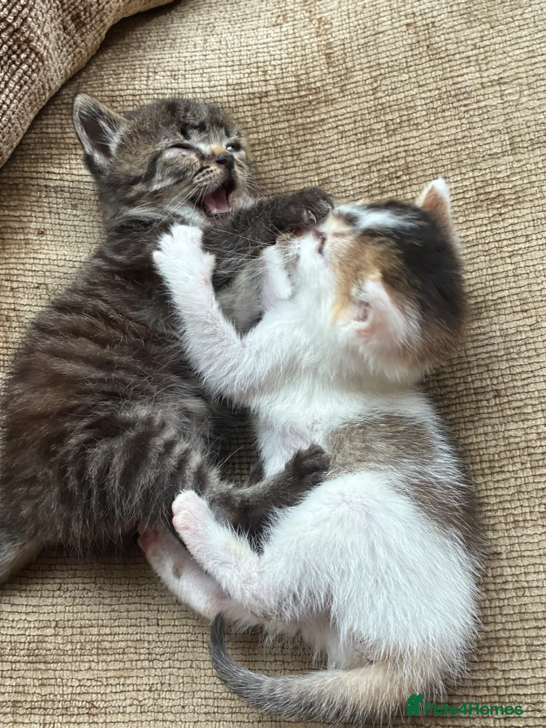 Mixed Breed cats for sale: Kittens ready to go now in Mirfield - Advert 9