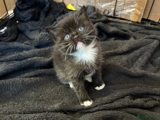 British Shorthair cats - Advert 1